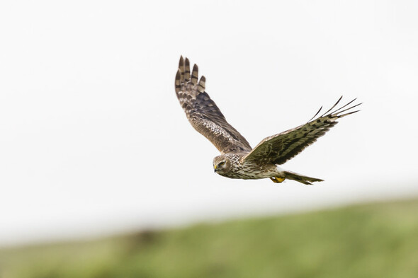 Opinion: The Hen Harrier is the canary in the coal mine for upland biodiversity in Ireland - Vimarsana News