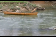 VIDEO: Dog saves other dog pals from canoe