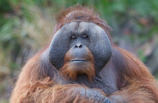 Dublin Zoo announce the death of 'iconic' 45-year-old orangutan Sibu