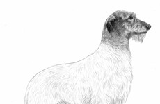 Irish wolfhound set to feature in a new design for Irish passports