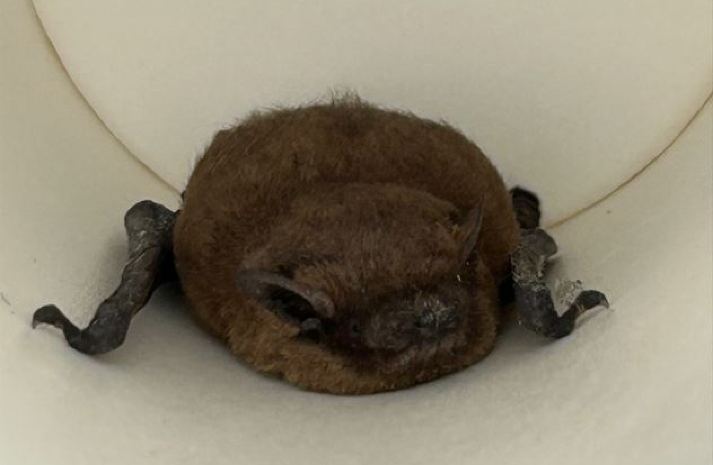 Limerick goes bat crazy as 'Count Ref-ula' removed from count centre - Vimarsana News