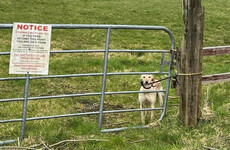 Appeal for information after injured dog found abandoned and tied up near ISPCA office