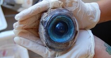 Photo: So, this giant eyeball washed up on a beach...