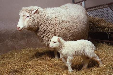 Dolly the Sheep, pictured in 1998 with her own (naturally conceived) daughter Bonnie. Keith Campbell, the scientist who oversaw Dolly's own birth, has died.