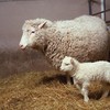 Dolly the sheep cloner Keith Campbell dies at 58