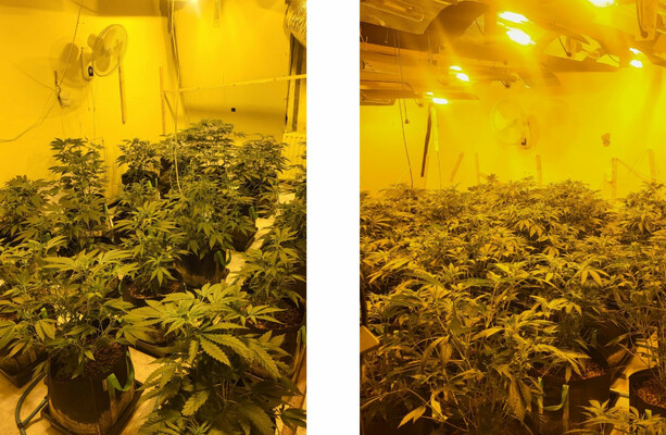 ガルダイ、ゴールウェイ州の不動産で大麻栽培施設2軒を発見