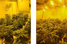 Gardaí discover two cannabis grow houses at properties in Co Galway