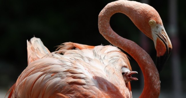 It's Friday so here's a slideshow of flamingos from around the world