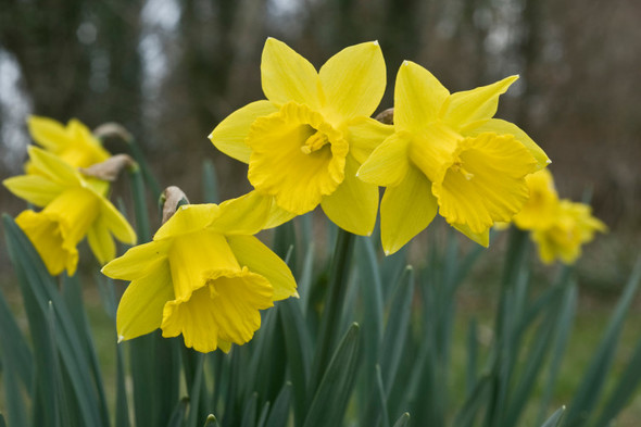 Quiz: How much do you know about daffodils? - Vimarsana News