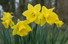 Quiz: How much do you know about daffodils?