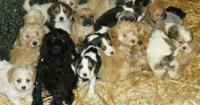 56 puppies rescued in second dog trafficking seizure