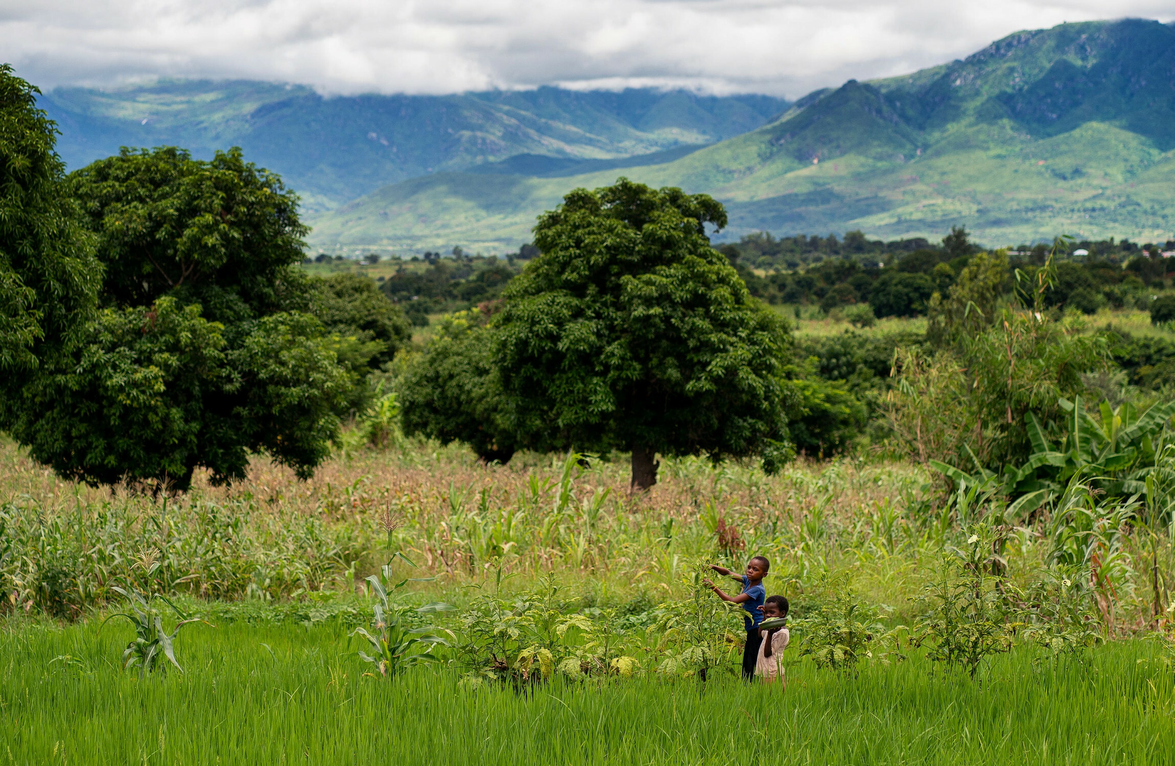 Irish Aid worker says climate change poses 'existential threat' to Malawi - Vimarsana News