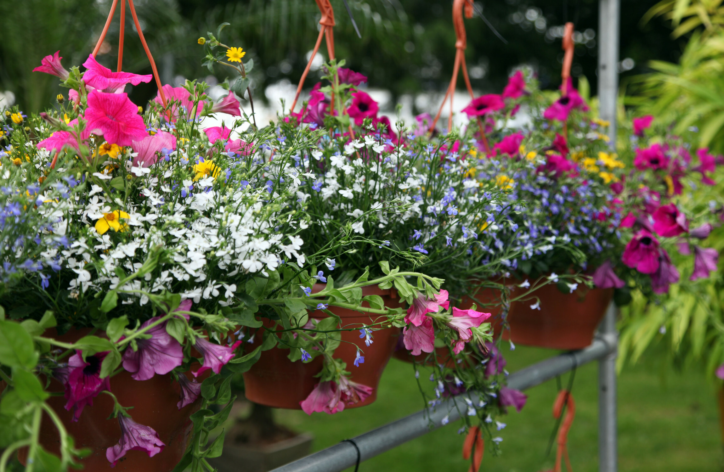 Cork community group traced stolen hanging baskets using tracking device, court told - Vimarsana News