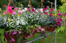 Cork community group traced stolen hanging baskets using tracking device, court told