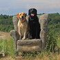 Owners warned over chocolate after surge in number of dogs poisoned last year