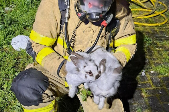 Dublin firefighters rescue some 'furry family members' from Drimnagh house fire - Vimarsana News