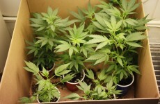 Two appear in court after 480 cannabis plants seized in Meath