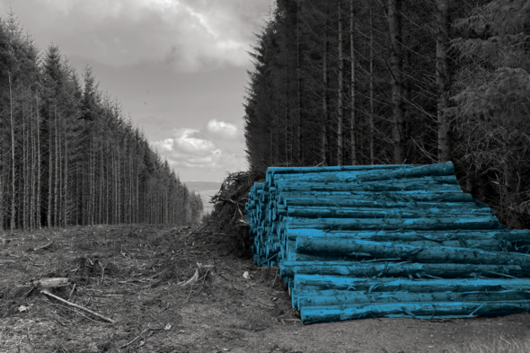 Some of Ireland's cleanest rivers and streams at risk from Coillte forestry - Vimarsana News
