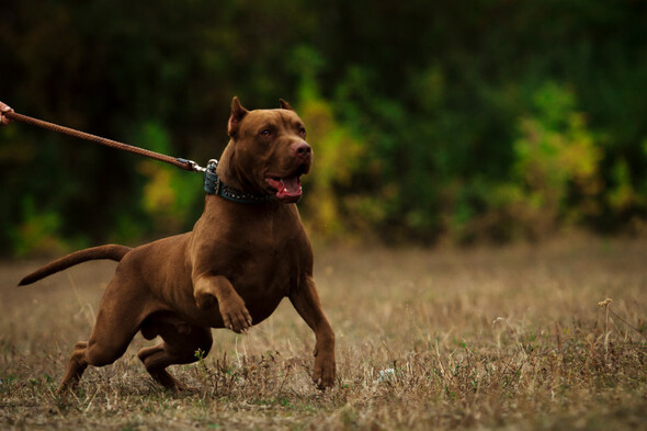 Dog warden issues warning to owners after three dogs attacked in Co Clare in recent days - Vimarsana News