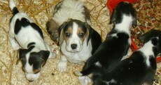 Some seized puppies 'only six weeks old', says DSPCA