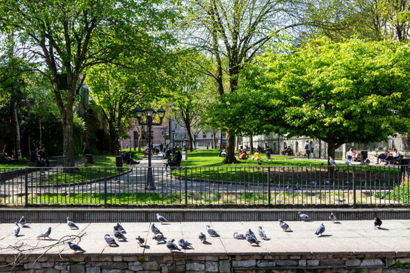 Cork City Council adopts a new strategy to increase tree cover in the city - Vimarsana News