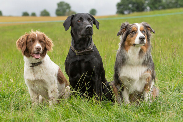 Dog owners urged to increase efforts to keep pets under control in new campaign - Vimarsana News