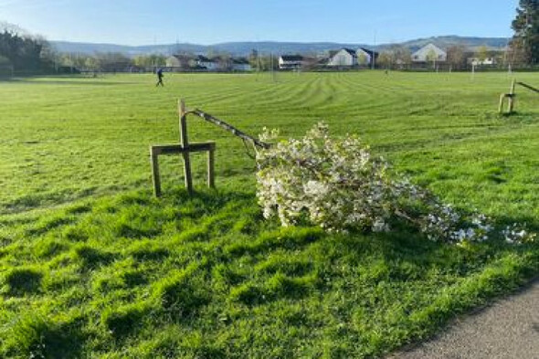 Dozens of trees cut down in south Dublin park during the night, seemingly by electric saw - Vimarsana News