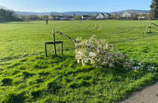 Council blasts 'vandalism' as gardaí probe cutting down of dozens of trees in south Dublin park