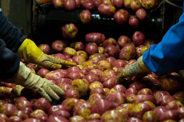 Potato shortage looms as growers rush to late planting following bad weather - Vimarsana News