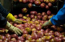 Potato shortage looms as growers rush to late planting following bad weather