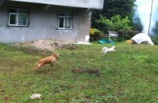 VIDEO: Cat outsmarts dog… ninja style