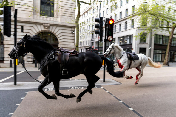 'Total mayhem': Four people taken to hospital after British army horses bolt through central London - Vimarsana News