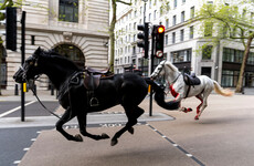 'Total mayhem': Four people taken to hospital after British army horses bolt through central London
