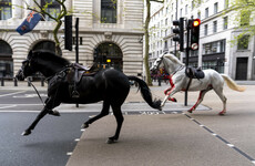 Two British army horses undergo operations after running loose through central London