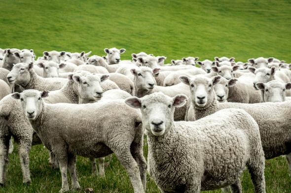 John Connell: We must take a stake in the future. I have begun with 12 sheep. - Vimarsana News