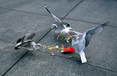 Seagulls are coming back to town, hold onto your chips (and don't panic)