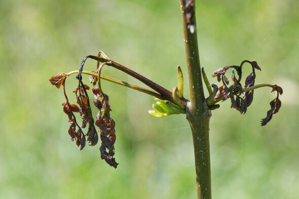 Minister to seek approval for €80 million ash dieback scheme to help farmers plant new forests - Vimarsana News