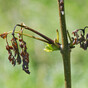 Minister to seek approval for €80 million ash dieback scheme to help farmers plant new forests
