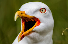 Quiz: How well do you know Irish gulls?