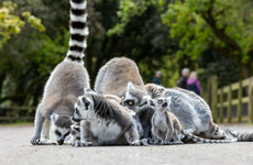 Fota Wildlife Park has five new baby lemurs and the public are being asked to name them