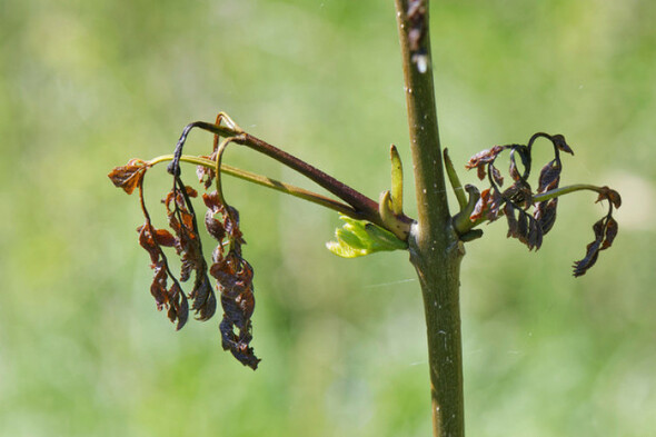 Forestry group says €80 million ash dieback scheme is of 'no benefit to those in trouble' - Vimarsana News