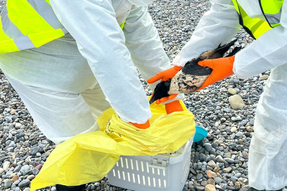 Birds coated in oil found on east coast as Coast Guard tried to locate spill offshore - Vimarsana News