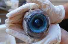 Experts name likely source of giant eyeball washed up in US