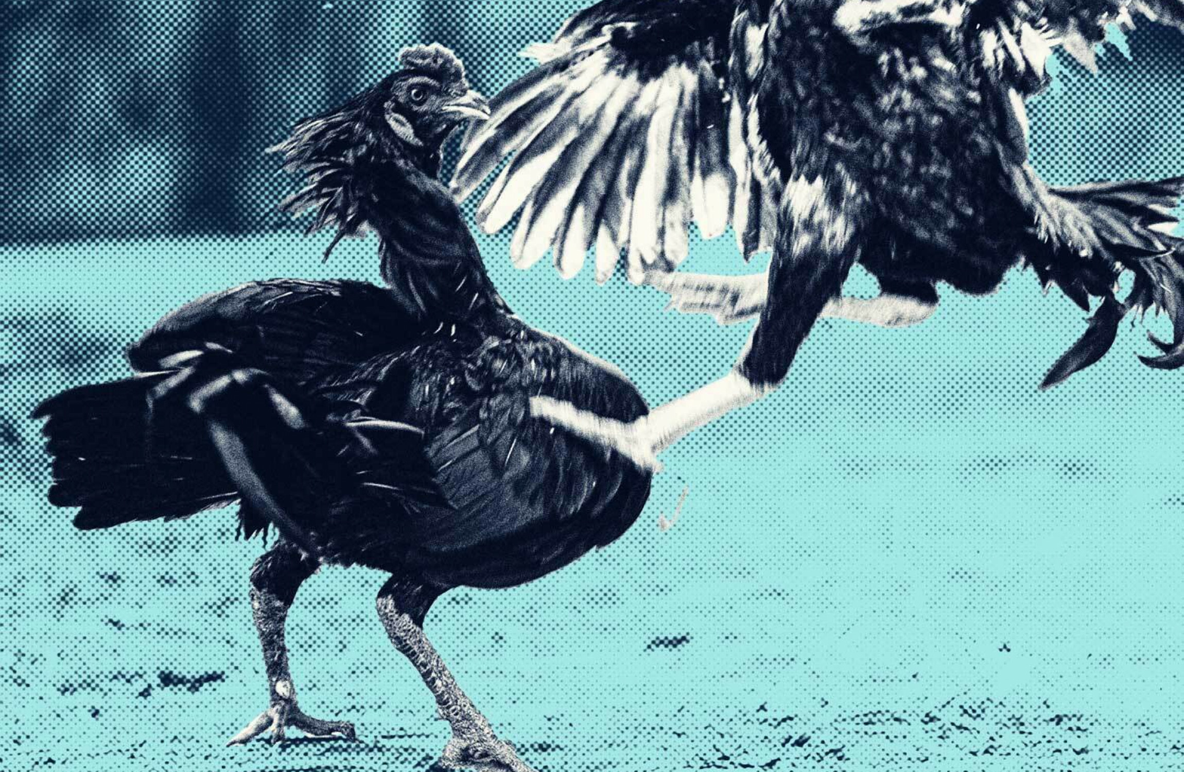 Investigation: Cruel cockfighting sees an underground resurgence in Ireland - Vimarsana News