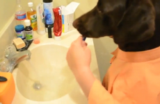 VIDEO: Hardworking dog is having a rough morning