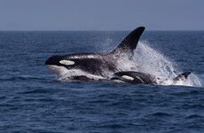 Sitdown Sunday: Why are orcas targetting sailboats off the coast of Spain and Portugal?