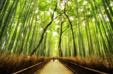 3D printing, the African middle class, and bamboo houses: things to watch in 2011