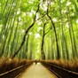 3D printing, the African middle class, and bamboo houses: things to watch in 2011