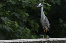 ‘Odd looking but beautiful’: North American bird makes first ever appearance in Ireland