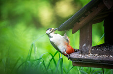 Breeding woodpeckers spotted in Killarney National Park for first time in centuries